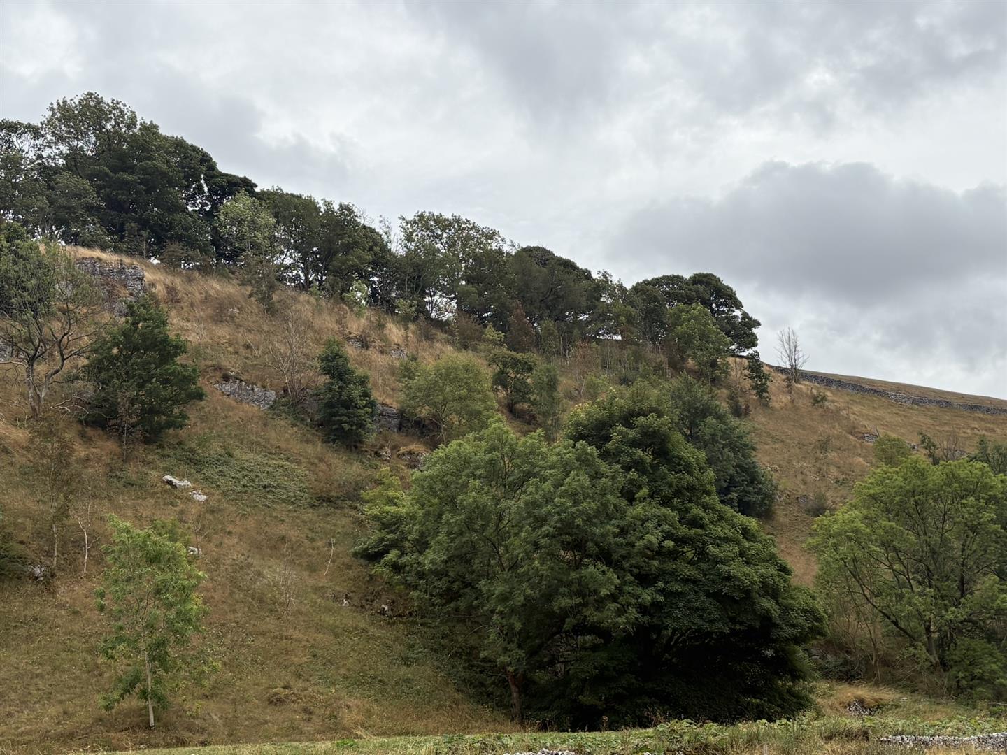 Woodland off Hardings Lane, Hartington